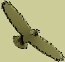 flying eagle